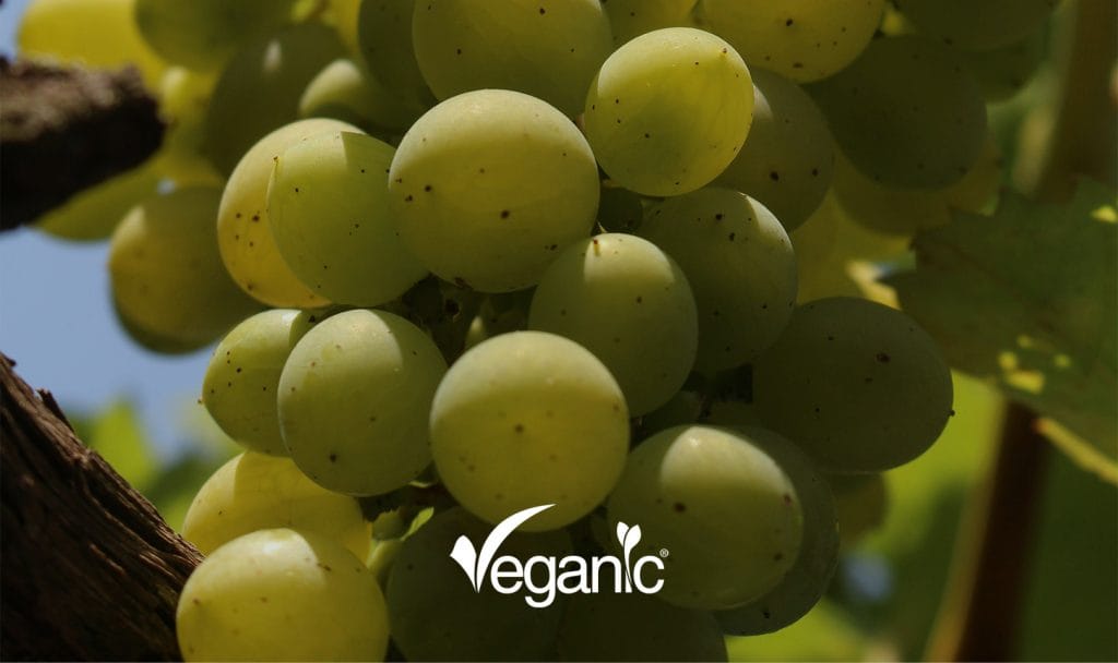 prevenir a Botrytis e proteger a vinha