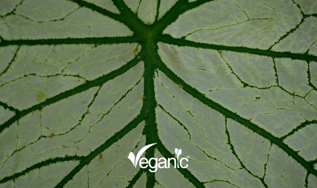 Bacillus y Trichoderma en agricultura