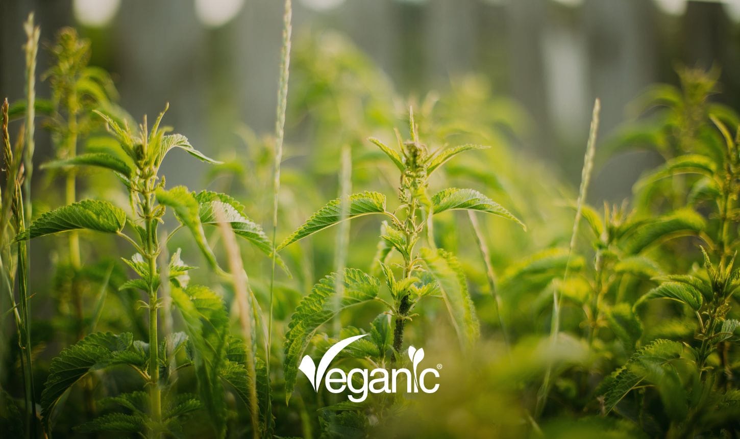 Stinging nettle plants growing in the field, a source of botanical extracts used as natural insecticides