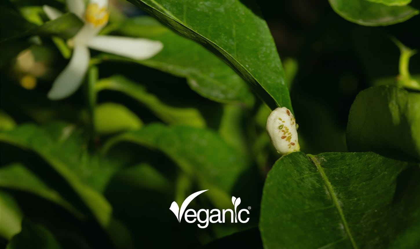 Citrus tree in flower with a pest colony on a young shoot, illustrating Rutaceae as a source of botanical acaricides
