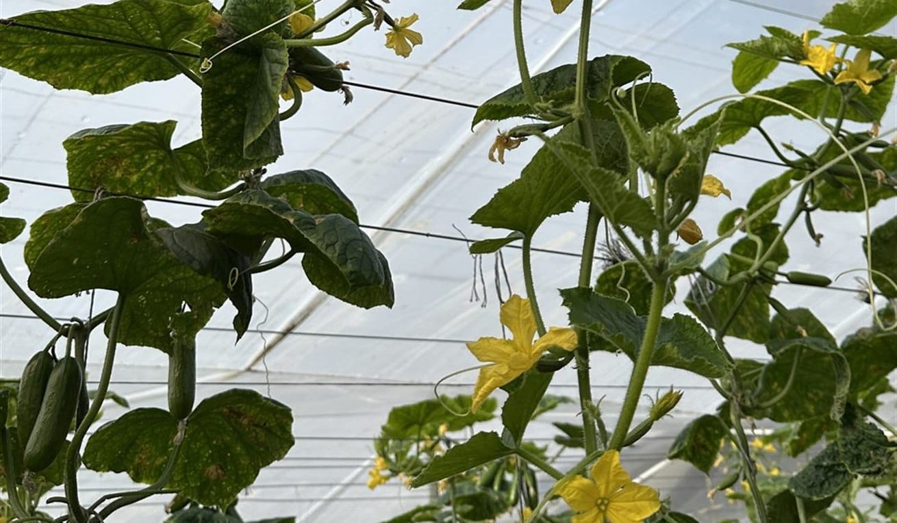 Snack cucumber plants in flower inside the greenhouse during the Veganic Food Care trial
