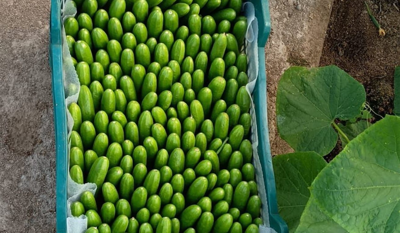 Crate of freshly harvested snack cucumbers showing uniform commercial quality