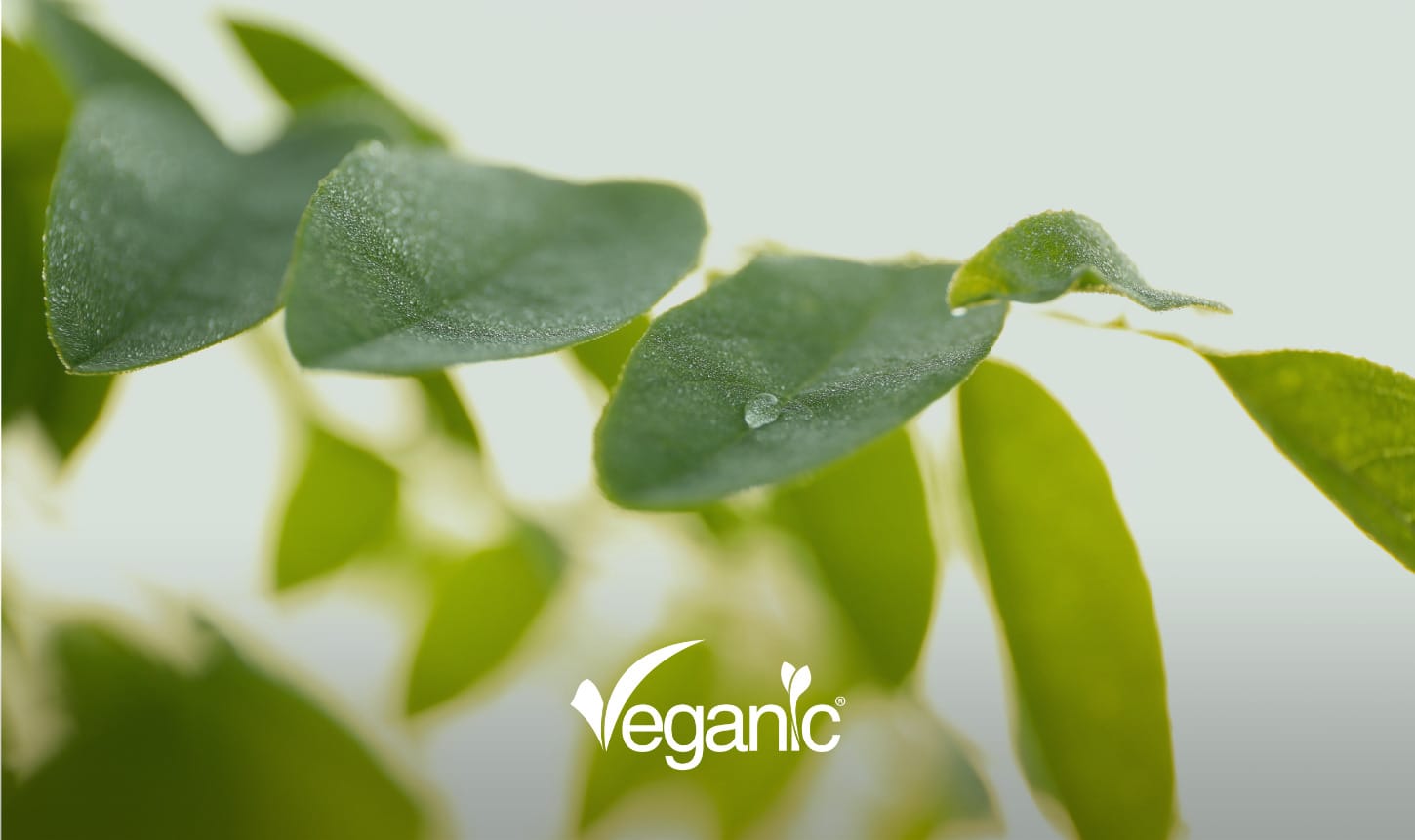 Close-up of young eucalyptus leaves with dew drops, the source of the natural terpenes used in agriculture