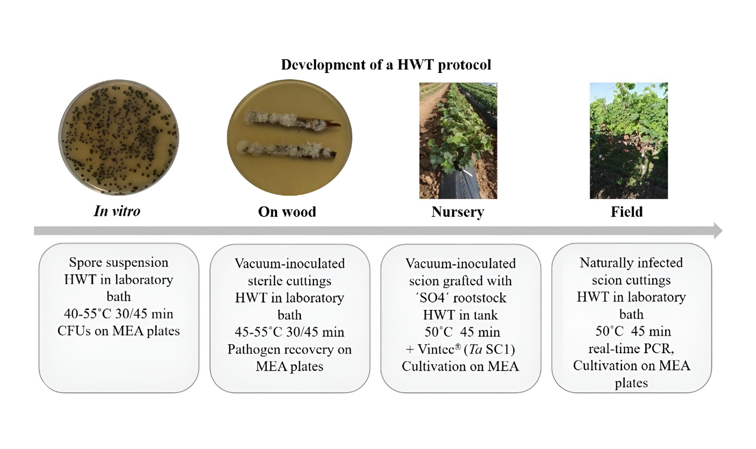 Trichoderma and hot water treatment of grapevine plants