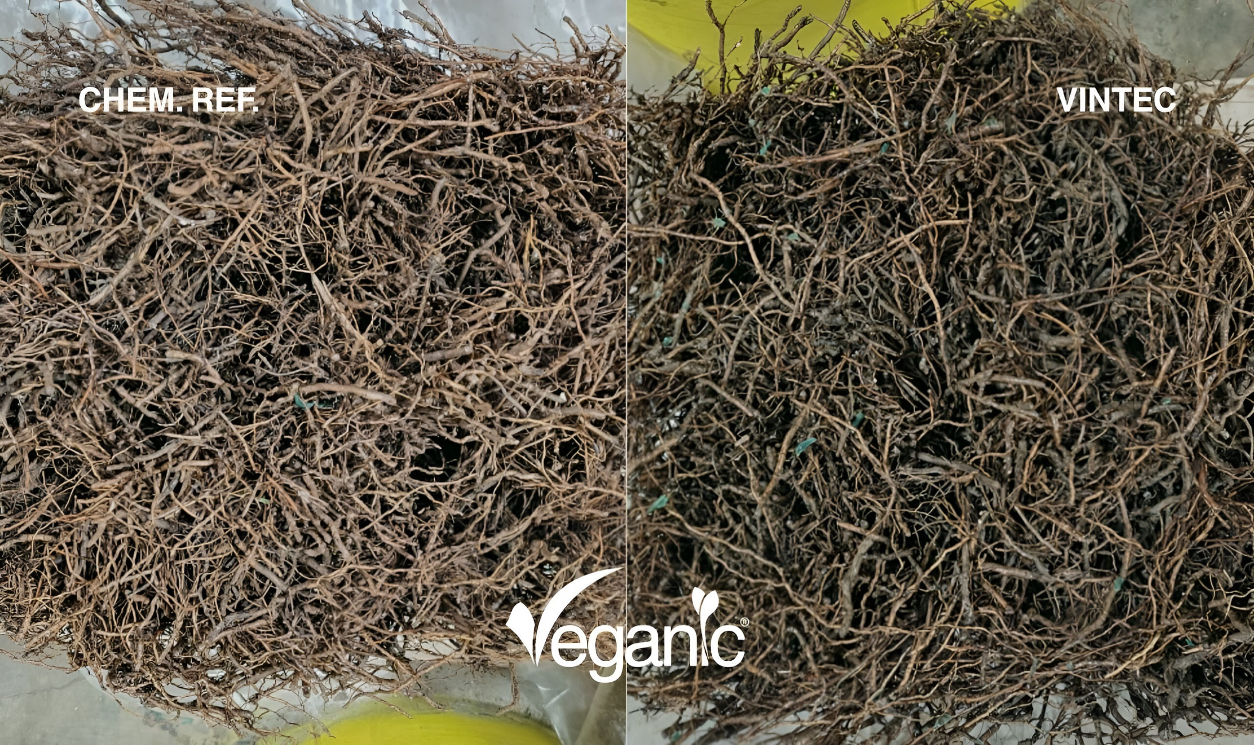 grapevine plants disinfected in cold storage, Trichoderma vs chemical reference
