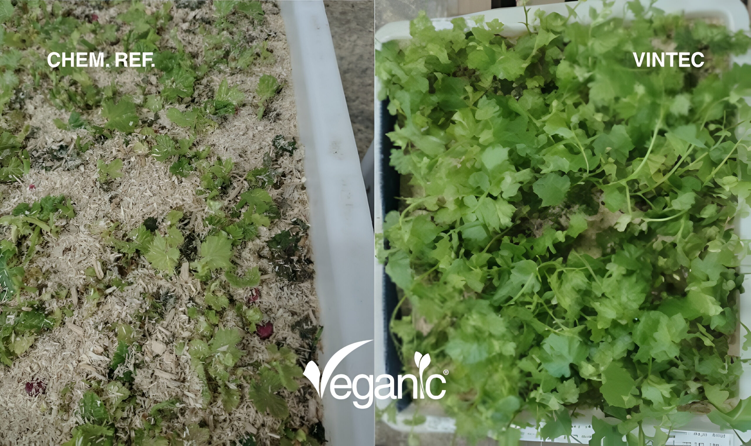 shoots of grafted plants in the forcing room after biological disinfection