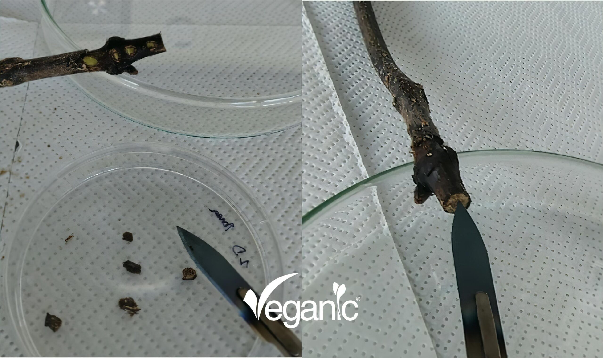 Trichoderma atroviride SC1 isolated from graft wood under the grafting wax
