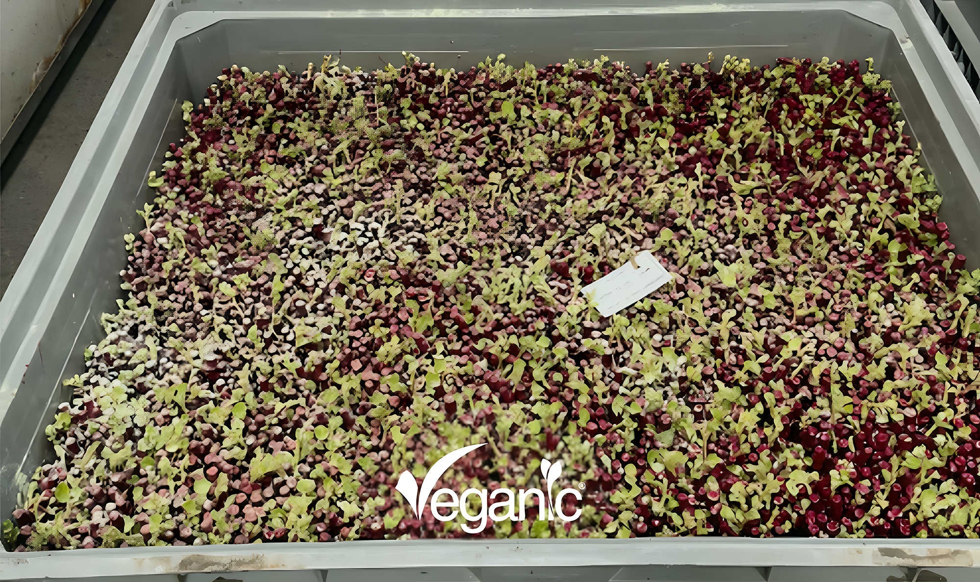 batches of grapevine plants in callusing treated with Trichoderma